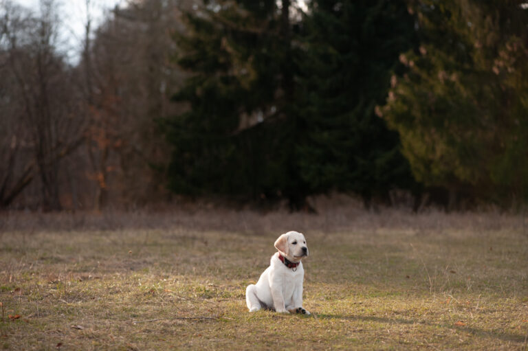 Labrador Welpen A Wurf (47)
