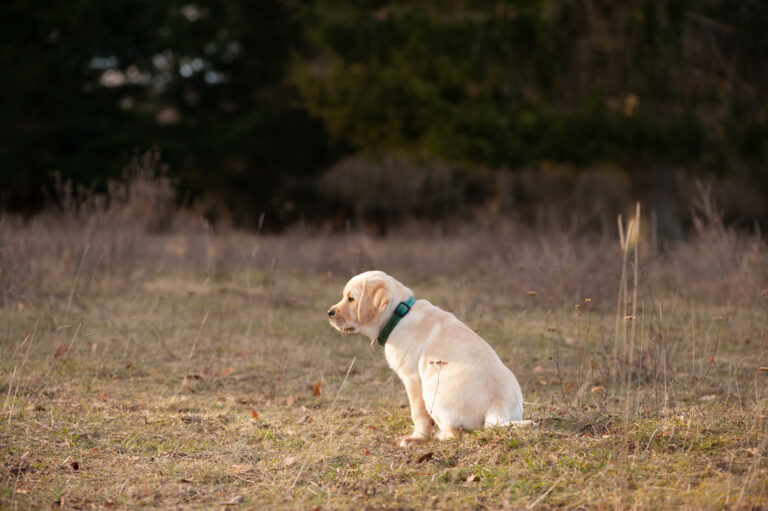 Labrador Welpen A Wurf (48)