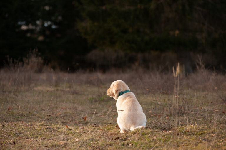 Labrador Welpen A Wurf (49)