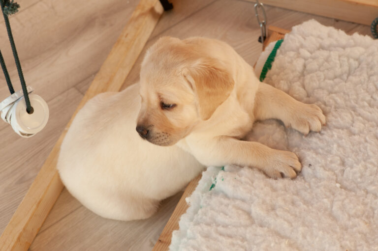 Labrador Welpen A Wurf (5)