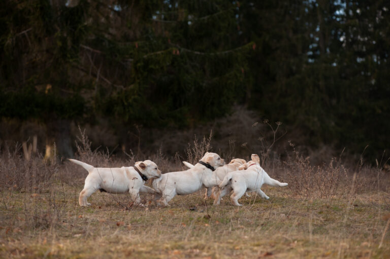 Labrador Welpen A Wurf (51)