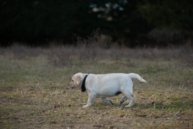 Labrador Welpen A Wurf (52)