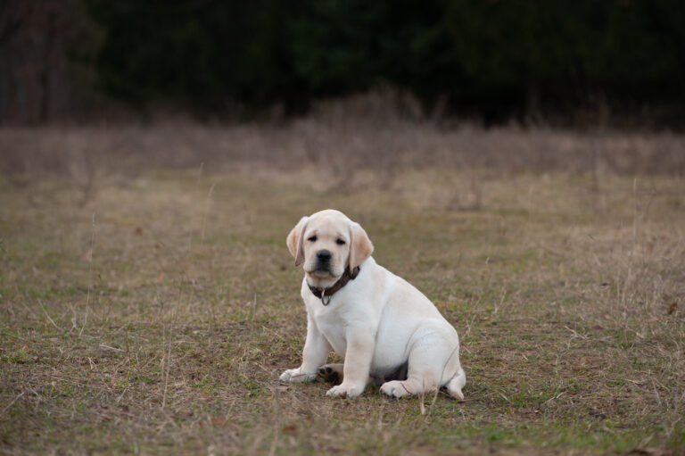 Labrador Welpen A Wurf (53)