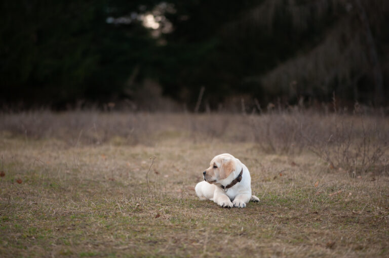 Labrador Welpen A Wurf (59)