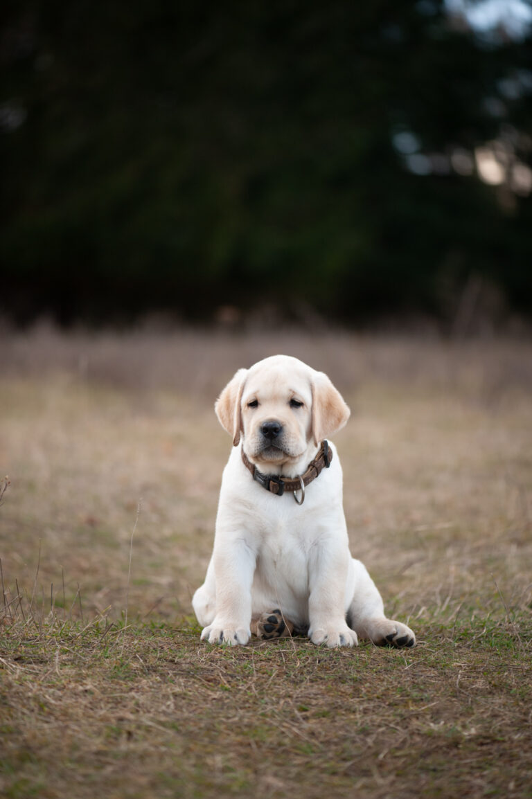 Labrador Welpen A Wurf (62)