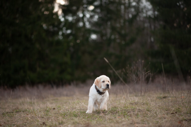 Labrador Welpen A Wurf (63)