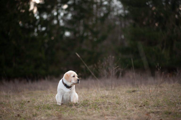 Labrador Welpen A Wurf (64)
