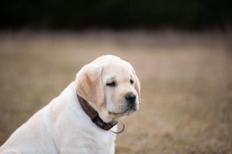 Labrador Welpen A Wurf (66)