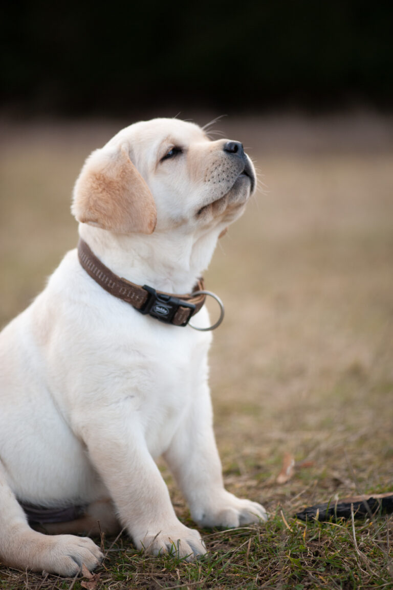 Labrador Welpen A Wurf (67)