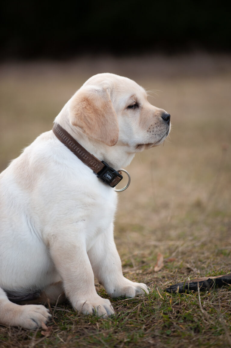 Labrador Welpen A Wurf (68)