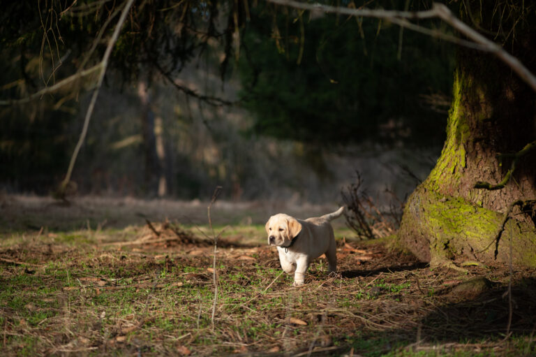 Labrador Welpen A Wurf (69)