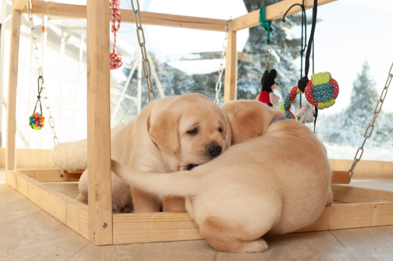 Labrador Welpen A Wurf (9)