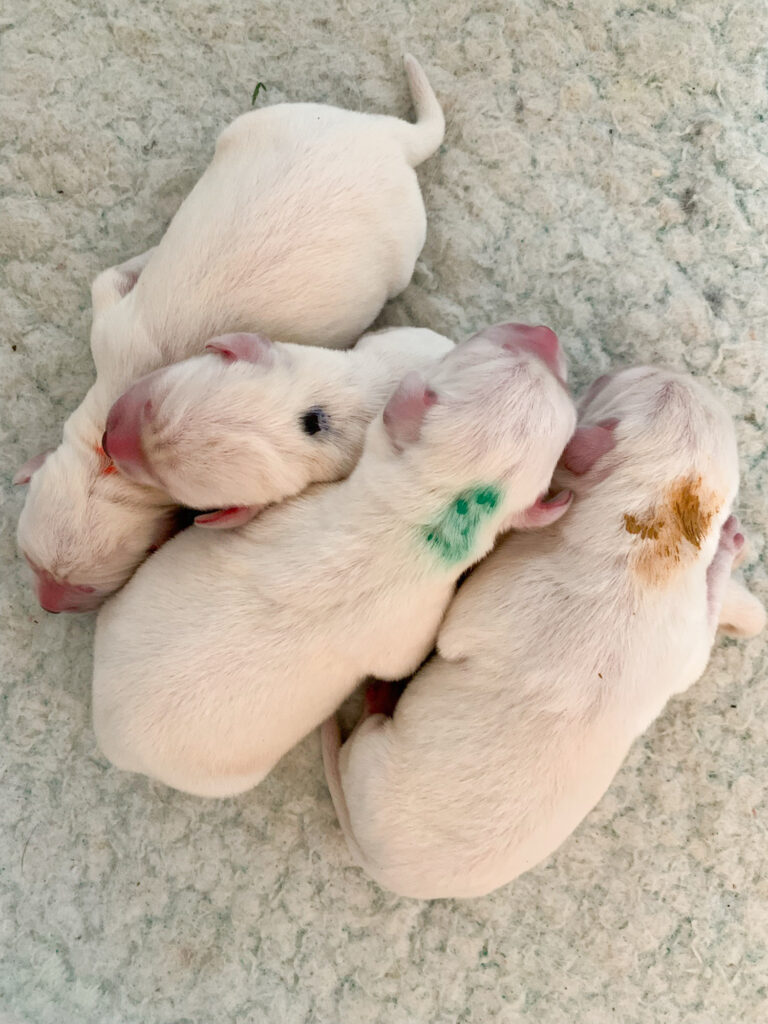 Labrador Welpen B Wurf 1