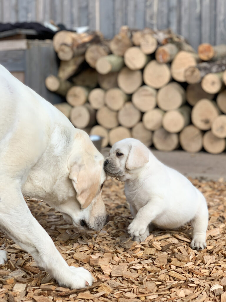 Labrador Welpen B Wurf 10