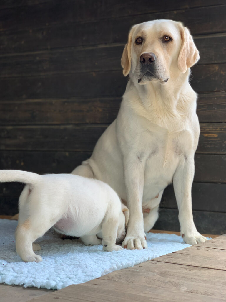 Labrador Welpen B Wurf 12