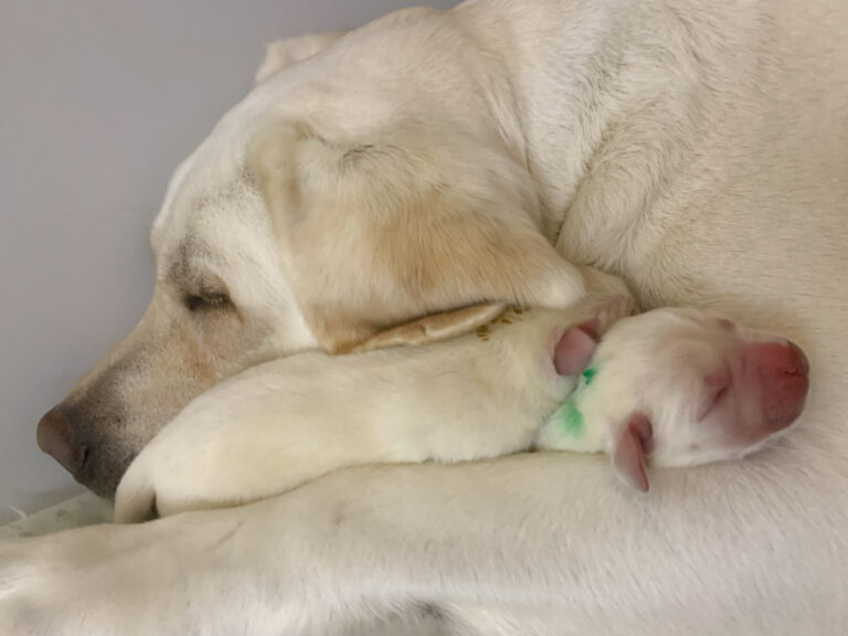 Labrador Welpen B Wurf 2