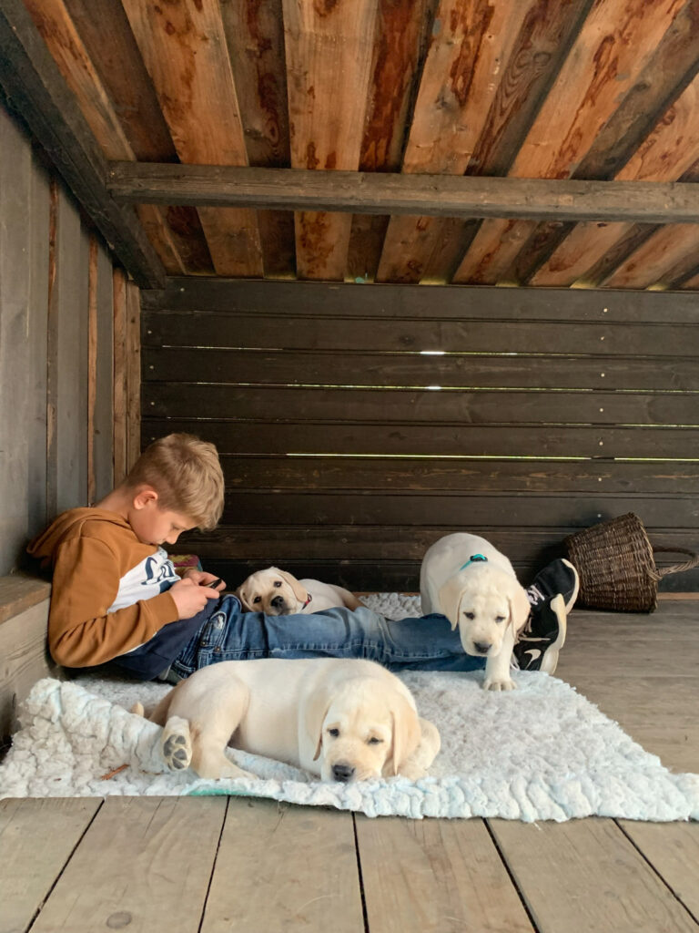 Labrador Welpen B Wurf 23