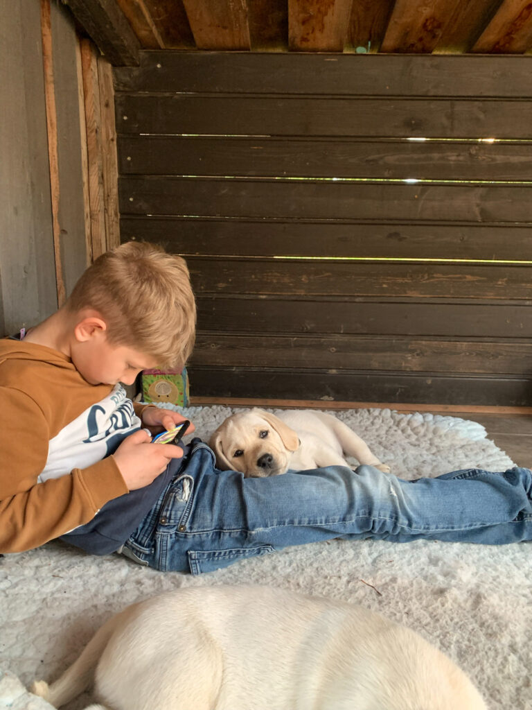 Labrador Welpen B Wurf 24