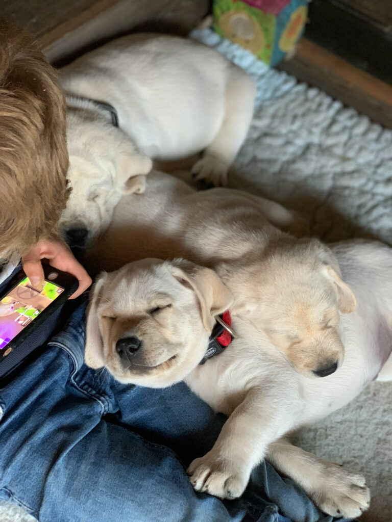 Labrador Welpen B Wurf 27