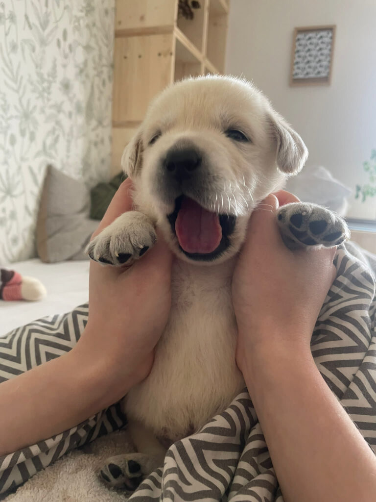 Labrador Welpen B Wurf 30