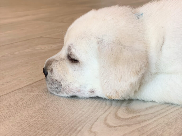 Labrador Welpen B Wurf 6