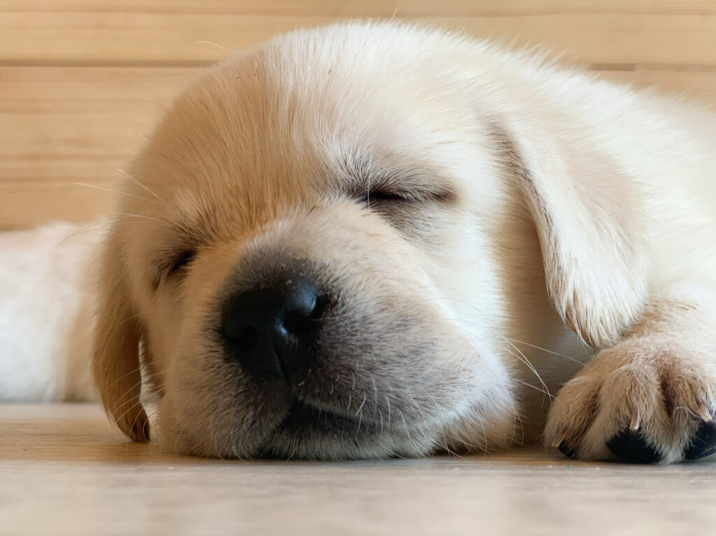 Labrador Welpen B Wurf 7