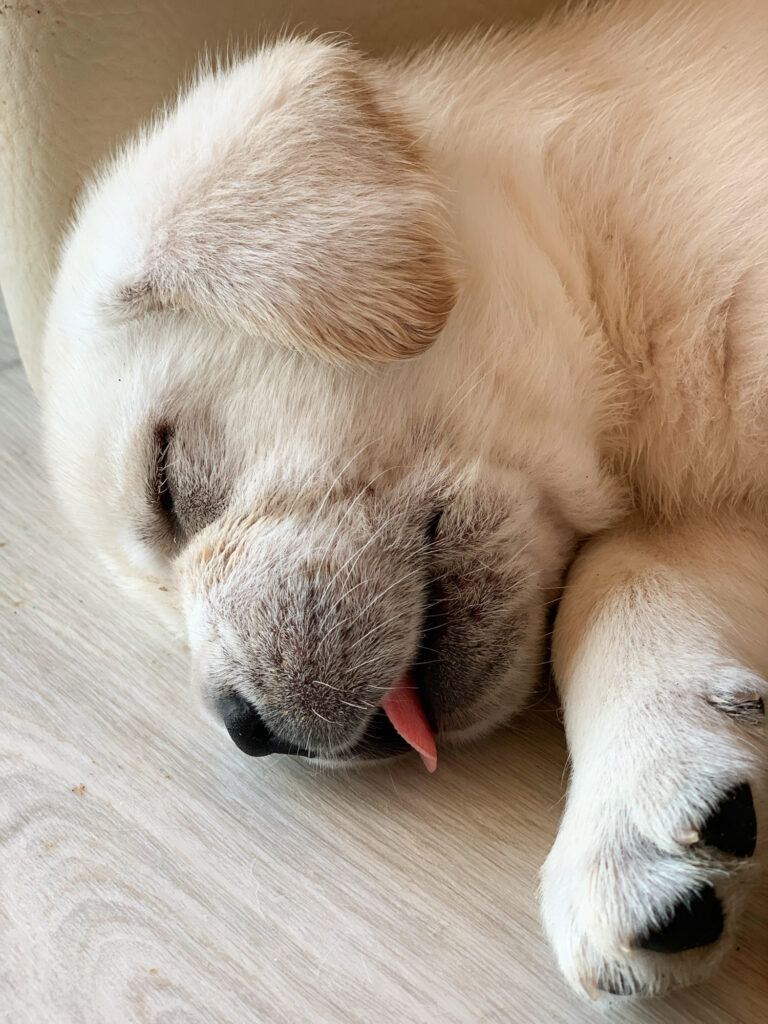 Labrador Welpen B Wurf 8