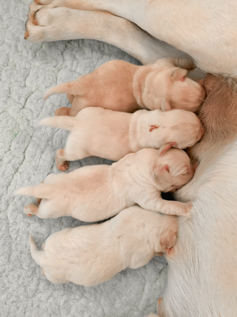 Labrador Welpen C Wurf 2