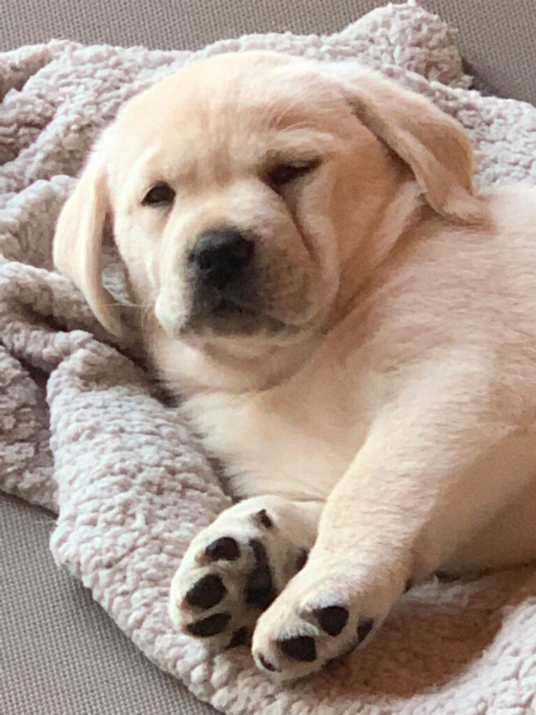 Labrador Welpen C Wurf 6