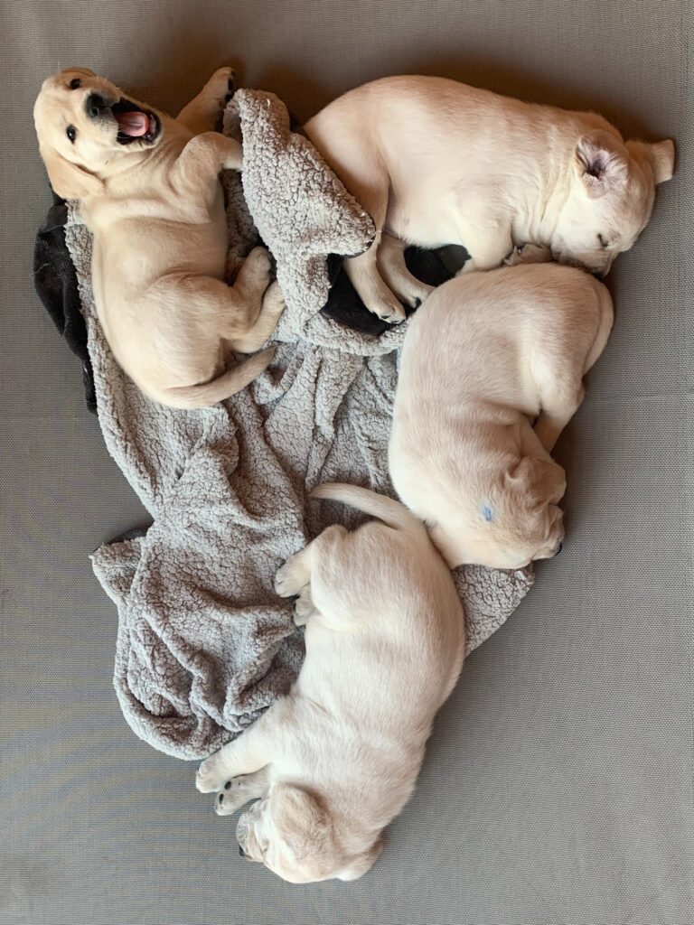 Labrador Welpen C Wurf 7