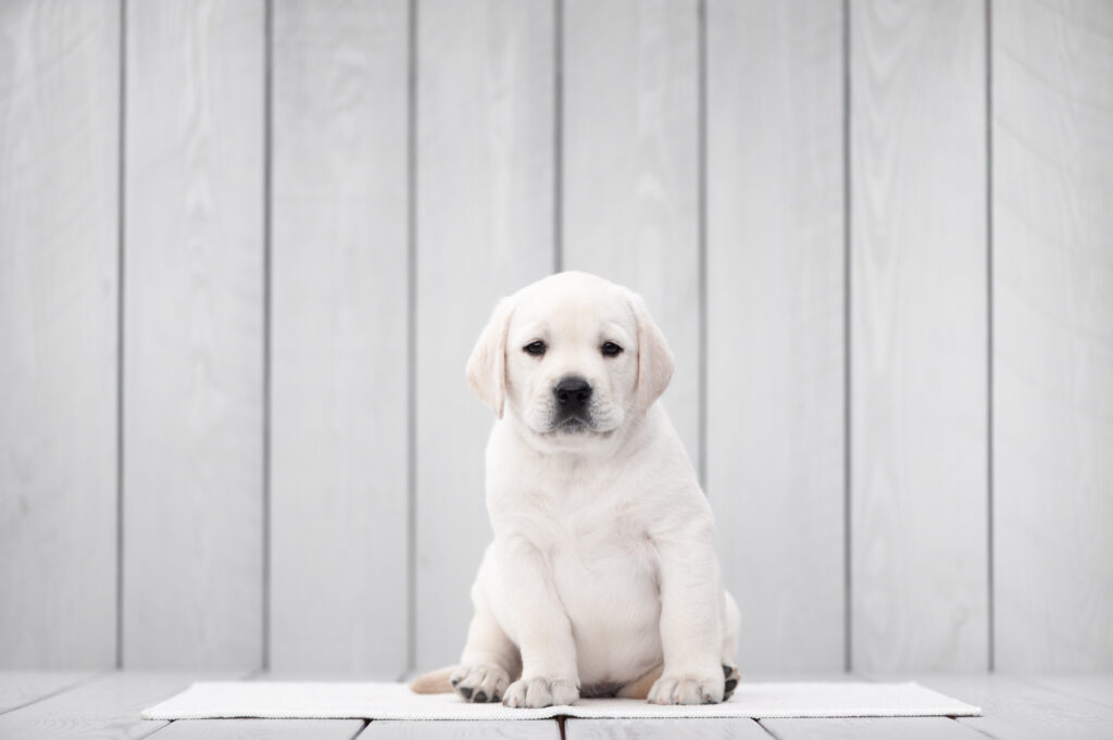 Labrador Welpen C Wurf blau2