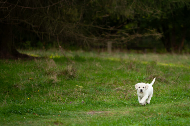 Labrador Welpen D Wurf (21)