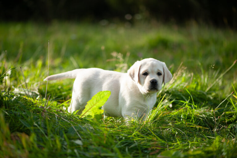 Labrador Welpen D Wurf (23)