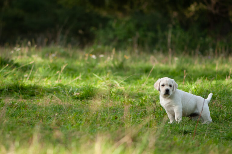 Labrador Welpen D Wurf (24)