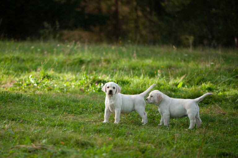 Labrador Welpen D Wurf (25)