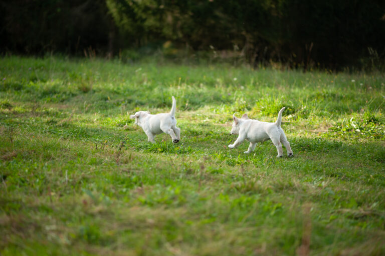 Labrador Welpen D Wurf (27)