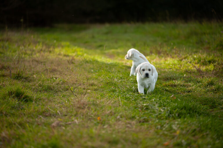 Labrador Welpen D Wurf (28)