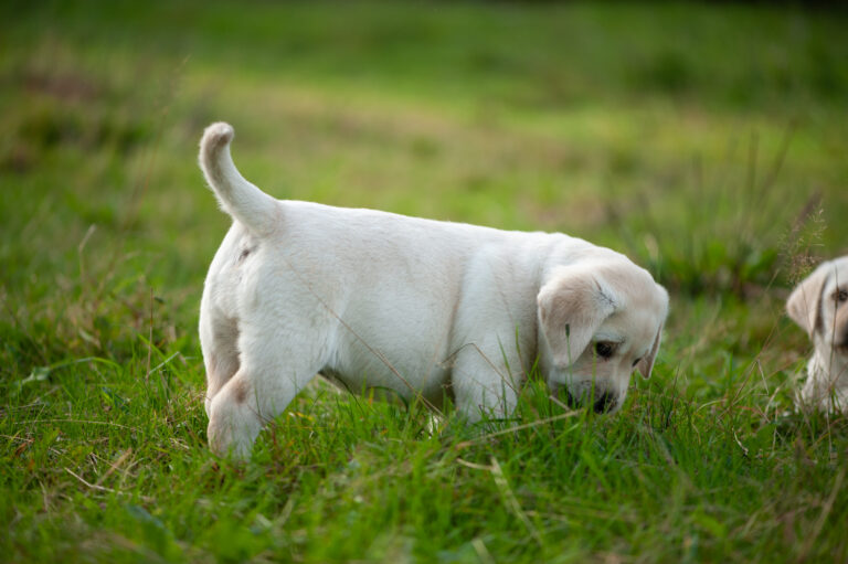 Labrador Welpen D Wurf (29)
