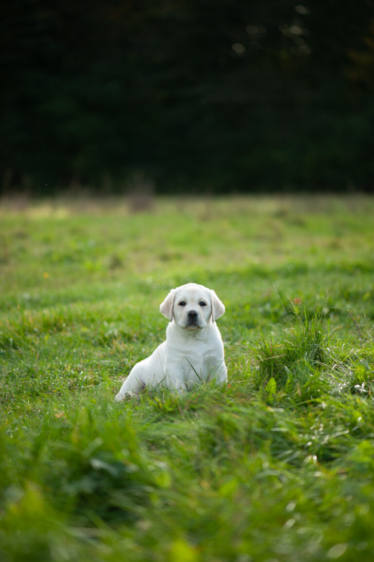Labrador Welpen D Wurf (31)