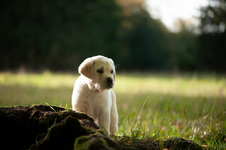 Labrador Welpen D Wurf (33)