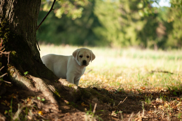 Labrador Welpen D Wurf (34)