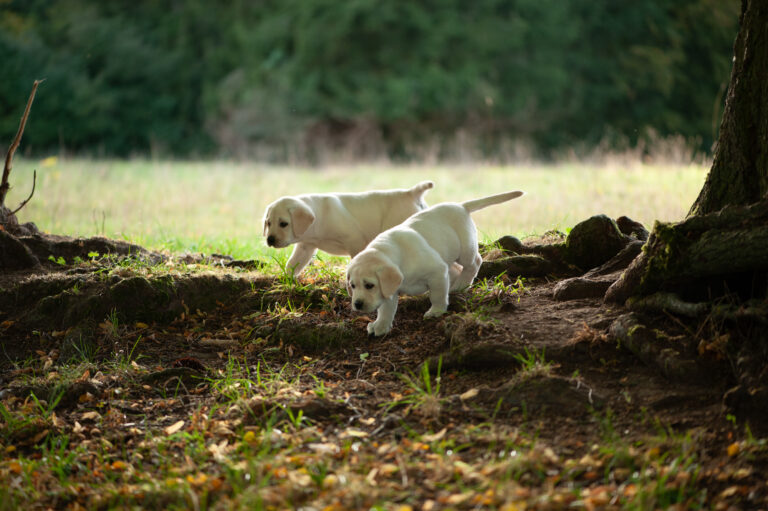 Labrador Welpen D Wurf (36)