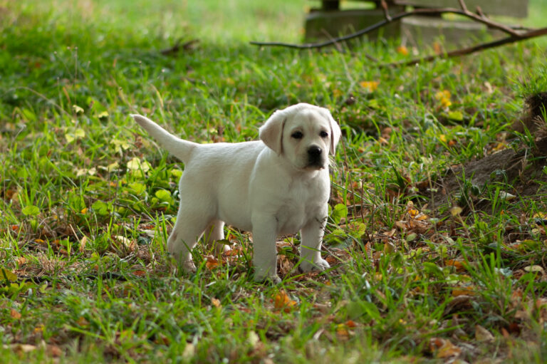 Labrador Welpen D Wurf (37)