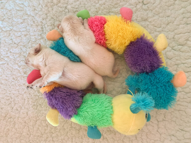 Labrador Welpen D Wurf (40)