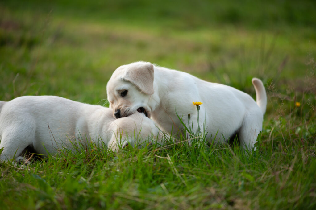 Labrador Welpen D Wurf n (7)