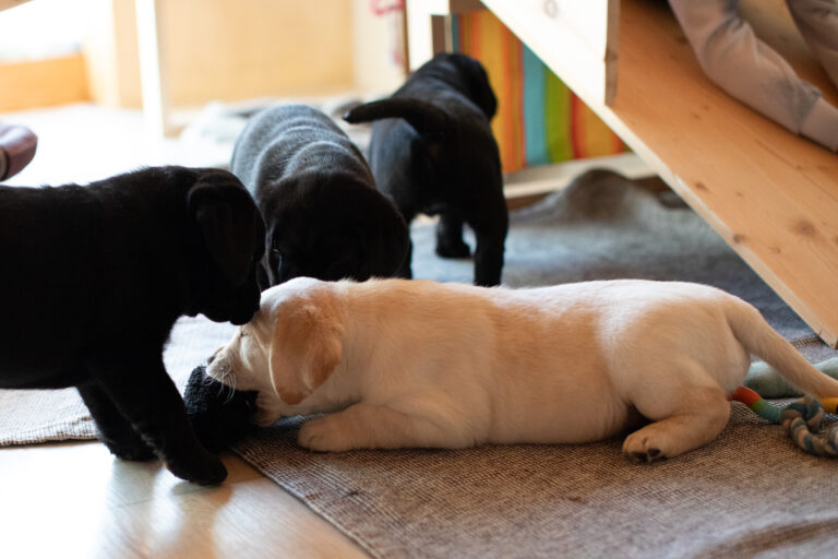 Labrador Welpen E Wurf (10)