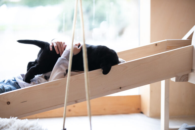 Labrador Welpen E Wurf (11)