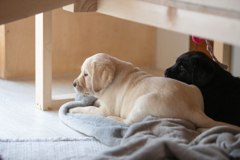 Labrador Welpen E Wurf (17)