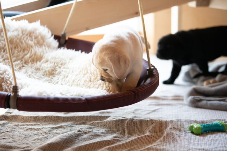 Labrador Welpen E Wurf (18)