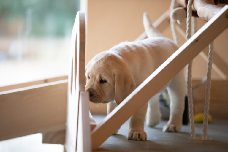 Labrador Welpen E Wurf (21)